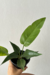 Anthurium 'Silver Leaves' - loja online