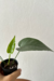Anthurium 'Silver Leaves' - Conta Gota