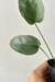 Anthurium 'Silver Leaves' - comprar online