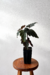 Begonia acontifolia na internet