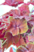 Begonia Beleaf 'Amber Love' - comprar online