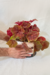 Begonia Beleaf 'Amber Love' na internet