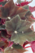 Begonia Bowerae 'Black Velvet' na internet