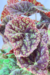 Begonia Beleaf 'Green Fever' - comprar online