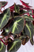 Begonia Listada - comprar online