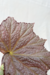 Begonia 'Olympic Queen' - comprar online