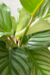 Goeppertia Orbifolia | Maranta Orbifolia - comprar online
