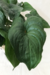Cyanastrum Cordifolium - comprar online