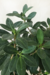 Ficus Ginseng - comprar online