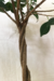 Ficus Ginseng na internet