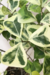 Ficus Triangularis Variegata - comprar online