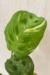 Maranta Leuconeura 'kerchoveana' variegata - comprar online