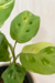 Maranta Leuconeura 'kerchoveana' variegata na internet