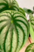 Peperomia Argyreia | Peperomia Melância - comprar online