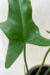 Philodendron aff. bipennifolium na internet