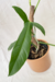 Philodendron Angustilobum na internet