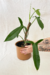 Philodendron Angustilobum - loja online
