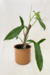 Philodendron Angustilobum - comprar online