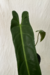 Philodendron madalense - Antigo P. Bernardopazii 'Narrow'