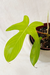 Philodendron Florida Ghost - comprar online
