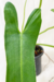 Philondendron Inops - comprar online