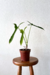 Philodendron Longilobatum na internet
