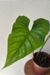 Philodendron Mamei - loja online