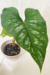 Philodendron Mamei - comprar online