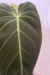 Imagem do Philodendron Melanochrysum | Filodendro Veludo