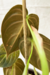 Philodendron Melanochrysum | Filodendro Veludo na internet
