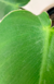 Philodendron Rugosum - comprar online