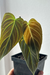 Philodendron Splendid - comprar online