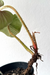 Philodendron Squamicaule - comprar online