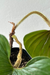 Philodendron Squamicaule na internet