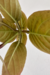 Pseuderanthemum alatum na internet
