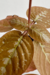 Pseuderanthemum alatum - comprar online