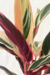 Stromanthe Thalia Triostar | Maranta Tricolor - comprar online