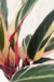 Stromanthe Thalia Triostar | Maranta Tricolor na internet