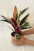 Stromanthe Thalia Triostar | Maranta Tricolor - Conta Gota