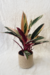 Stromanthe Thalia Triostar | Maranta Tricolor