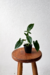 Syngonium "auritum" - comprar online