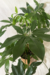 Thaumatophyllum Spruceanum - comprar online