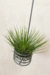 Tillandsia Andreana - comprar online