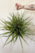 Tillandsia Captata Maia Gold - Conta Gota