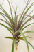 Tillandsia Copalensis na internet