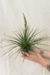 Tillandsia Melanocrater