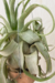 Tillandsia Streptophylla Curly na internet