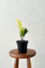 Zamioculca zamiifolia 'Chameleon' - comprar online