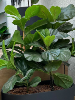 Ficus Lyrata Artificial 95cm - Super Jardim Decor
