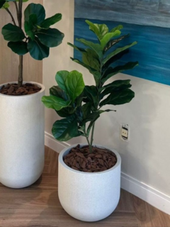 Ficus Lyrata Artificial 95cm - comprar online